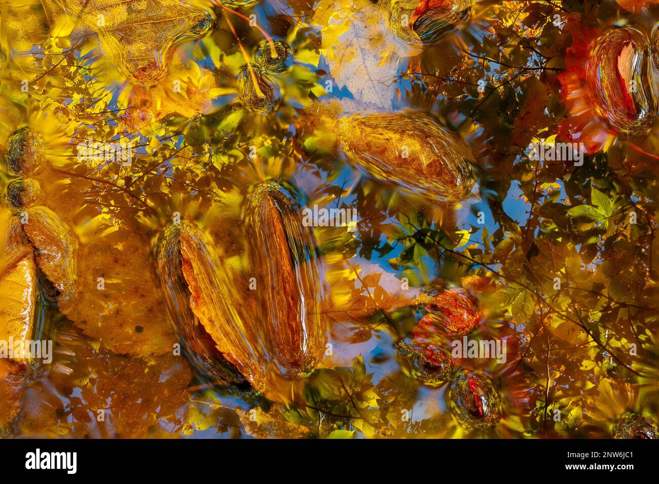 Eine Nahaufnahme der herbstlichen Herbstblätter im Wasser mit einer Reflexion der Baumkronen im Adirondack Forest Preserve in New York in den USA Stockfoto
