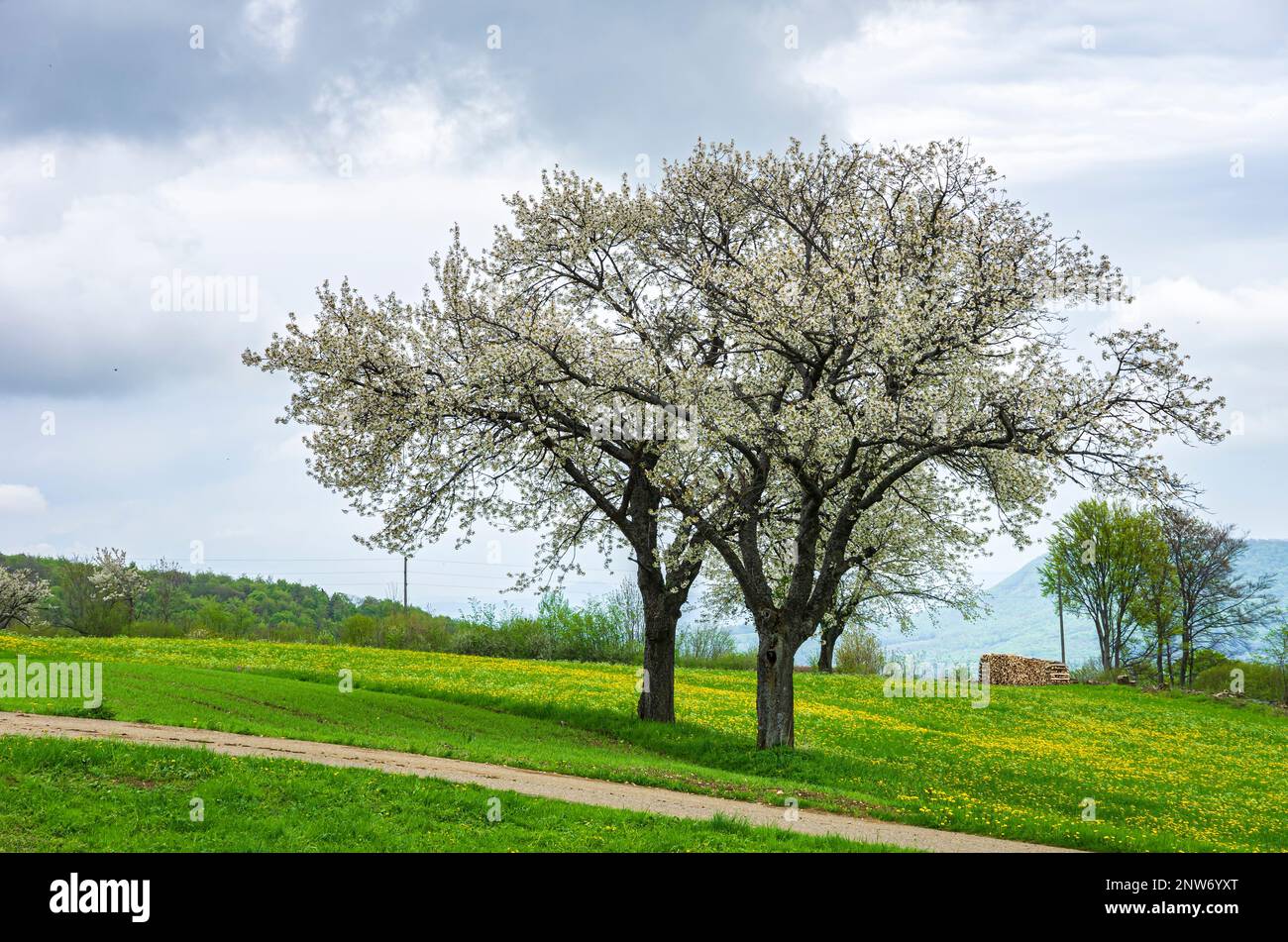 Blühende Obstbäume in ländlicher Umgebung im Frühling, Hochebene der Schwäbischen Alb in der Nähe der Gemeinde Lenningen, Baden-Württemberg, Deutschland. Stockfoto