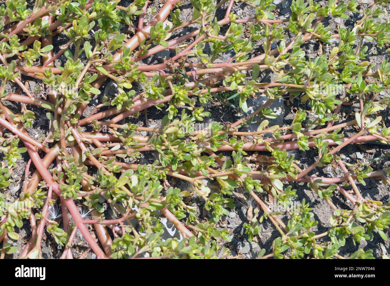 In der Natur, im Boden, wie ein Unkraut Portulaca oleracea (Portulaca oleracea) Stockfoto