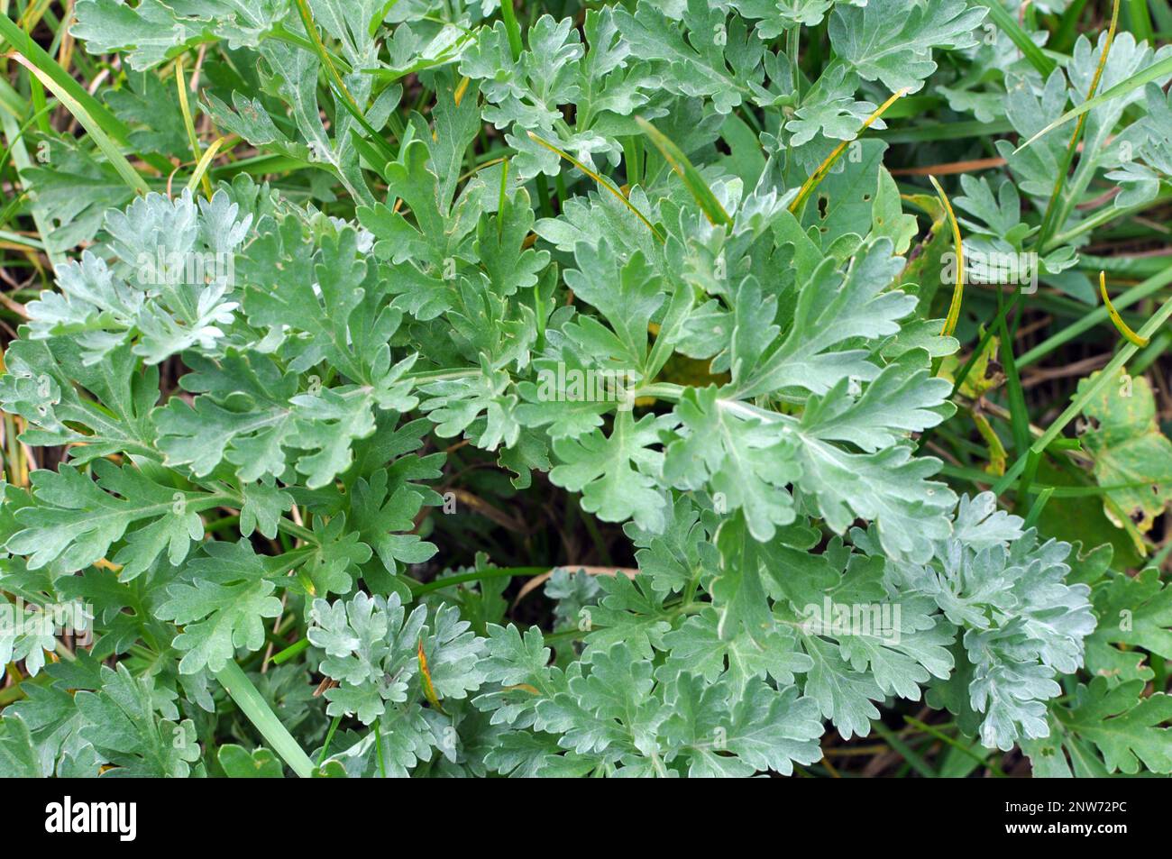 In freier Wildbahn wächst ein bitterer Wurmholz-Busch (Artemisia absinthium) Stockfoto