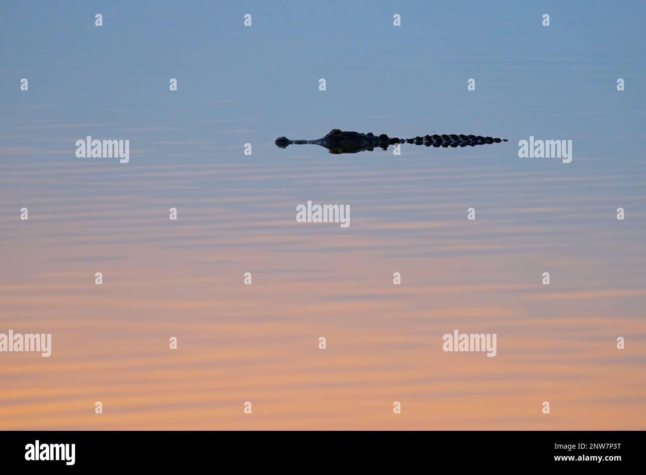 Ein amerikanischer Alligator gleitet auf der Suche nach einem Abendessen durch den Lake Apopka im Newton Park in der Nähe von Winter Garden, Florida. Stockfoto