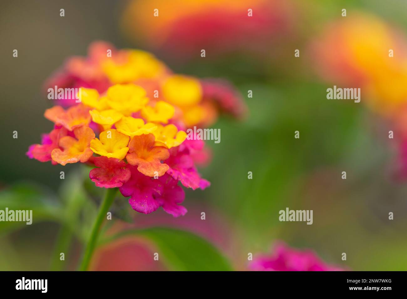 Gros Plan sur une Fleur de lantana jaune, Orange und Magenta, Arrière-Plan flou et verdoyant Stockfoto