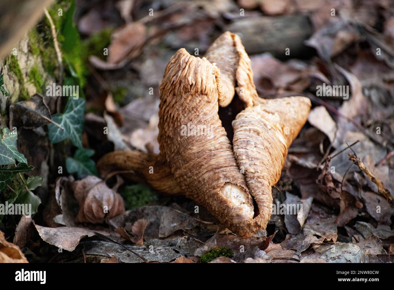 Winterpilz Cortinarius cinnamomeus Stockfoto