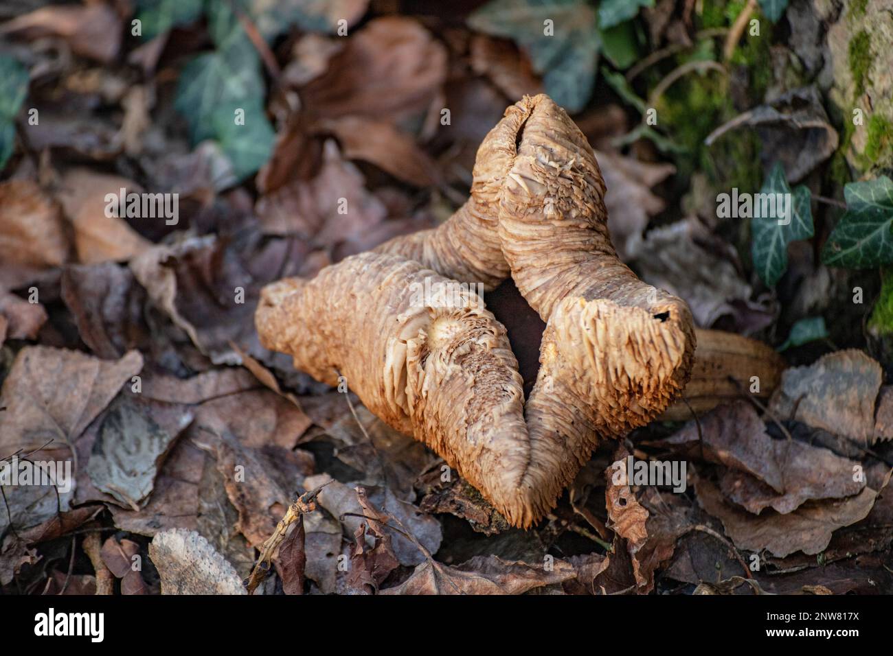 Winterpilz Cortinarius cinnamomeus Stockfoto