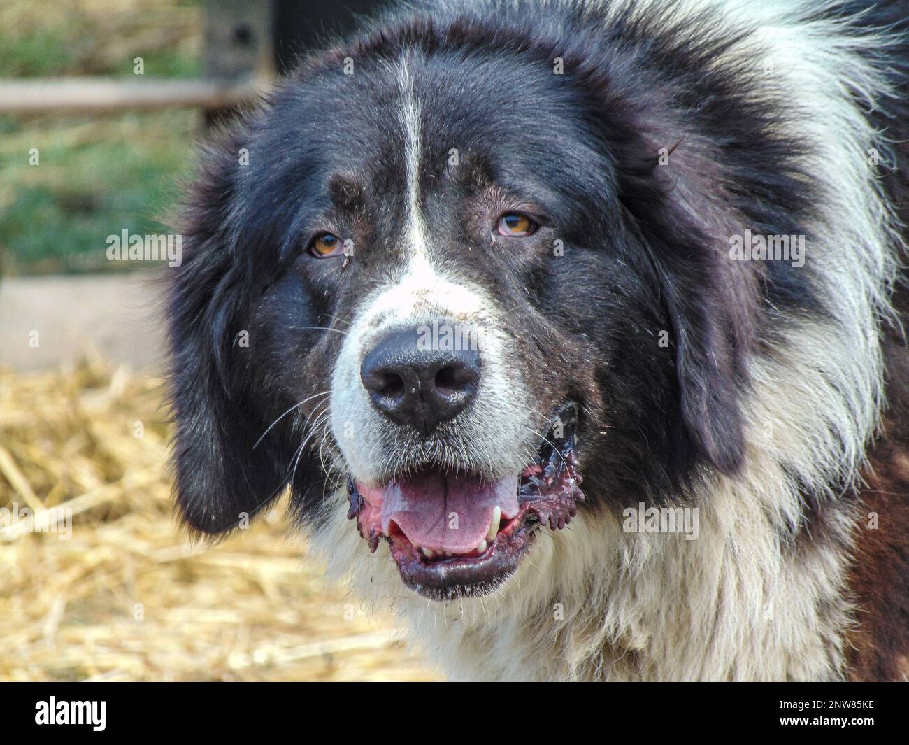 Rumänischer Schäferhund aus Bucovina Stockfoto