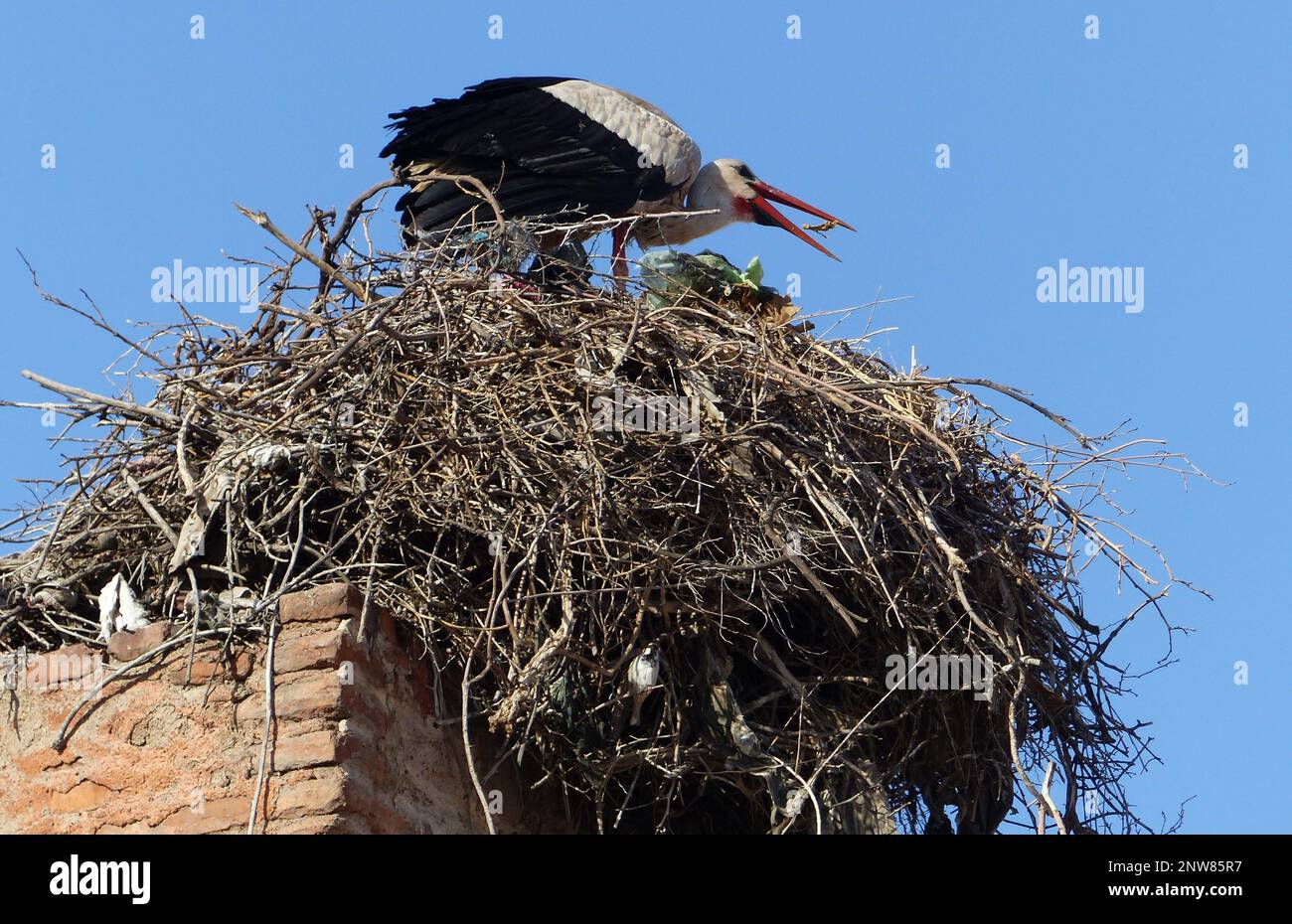 afrikanischer Storch, Vogelscheuchen Stockfoto