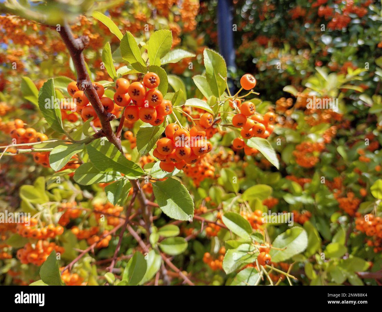 Feuerthorn-Nahaufnahme. Pyracantha-Coccinea-Pflanze Stockfoto