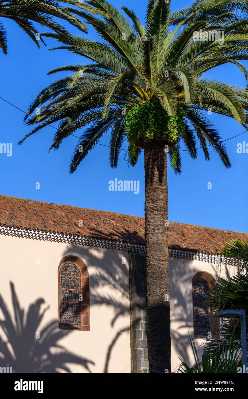 Hohe Palmen werfen Palmenfronden Schatten auf die pastellfarbene Stuckwand der Kirche der Unbefleckten Empfängnis in La Laguna, Teneriffa Stockfoto