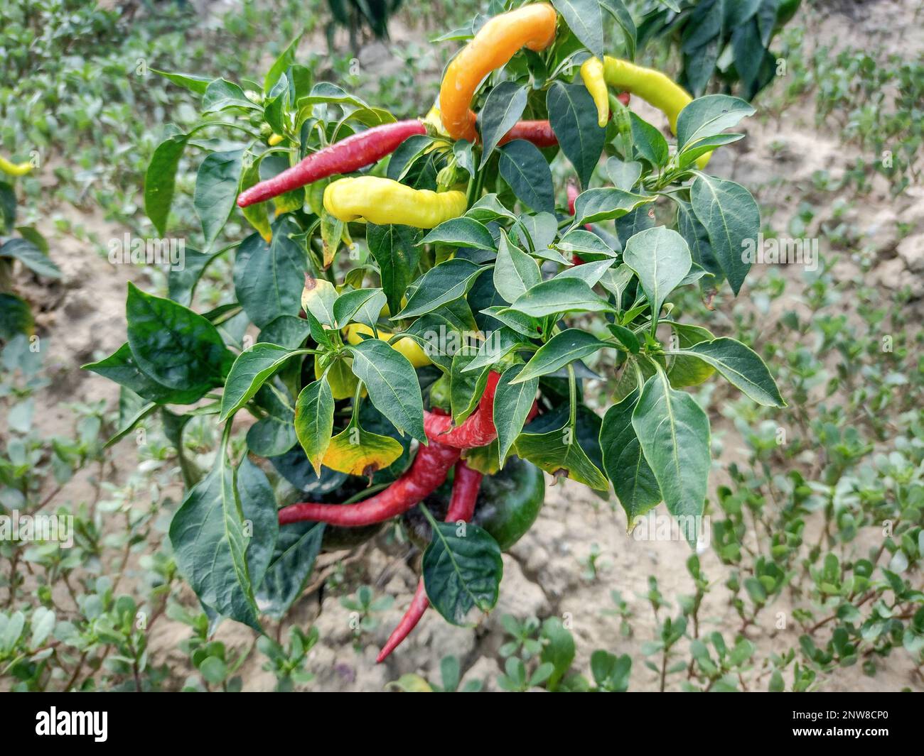 Paprika im Garten. Gemüse im Garten Stockfoto