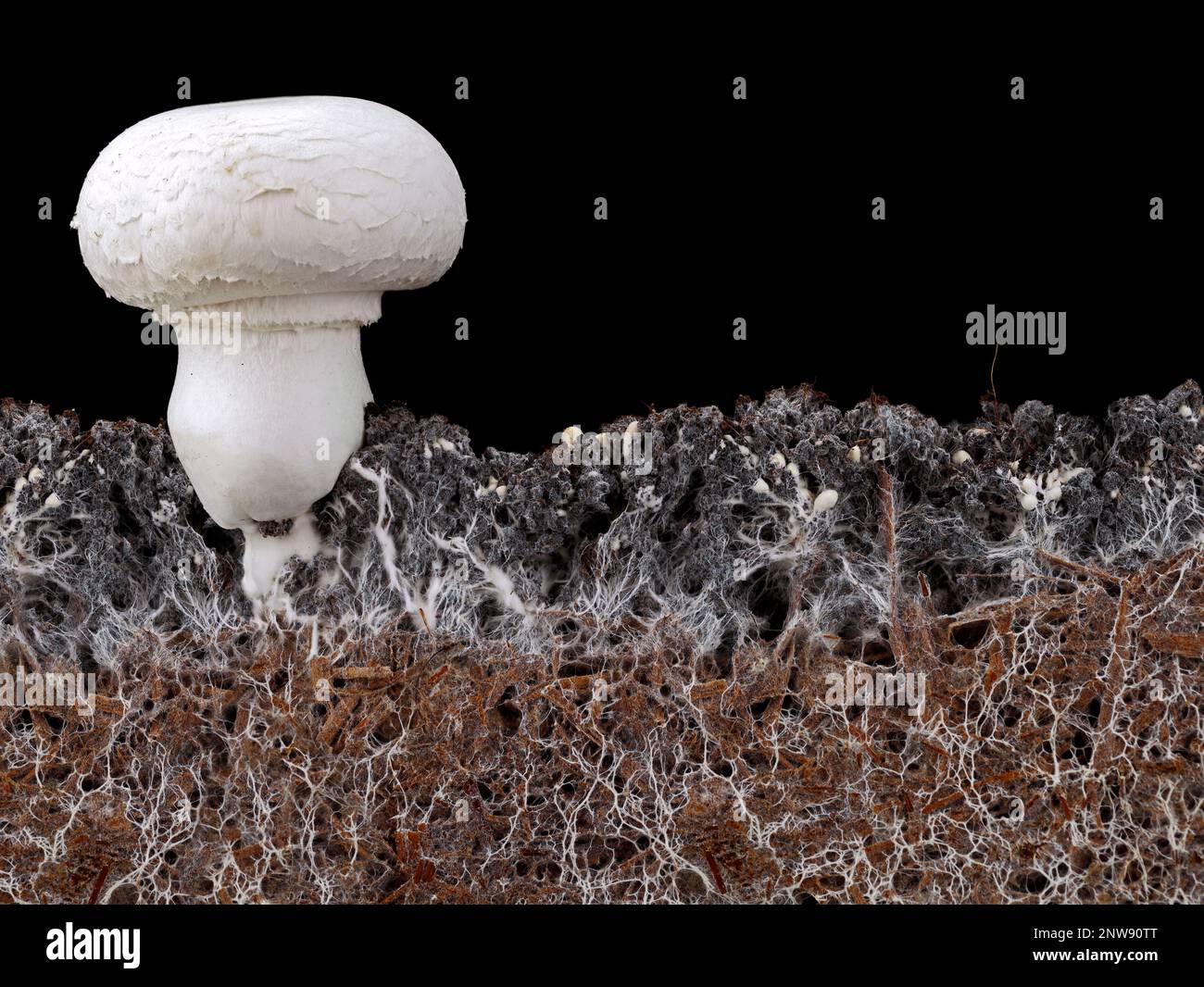 Weißer Pilz, agaricus bisporus oder Champignon, mit Myzel im Boden, Seitenansicht des Bodens mit Myzel auf schwarzem Hintergrund Stockfoto