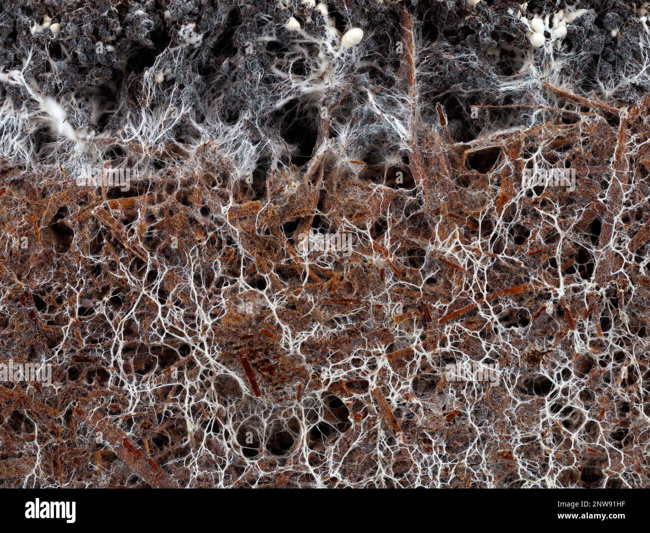 Uber die Struktur des Pilzmyzels eines weissen Champignons, agaricus bisporus, im Boden Stockfoto