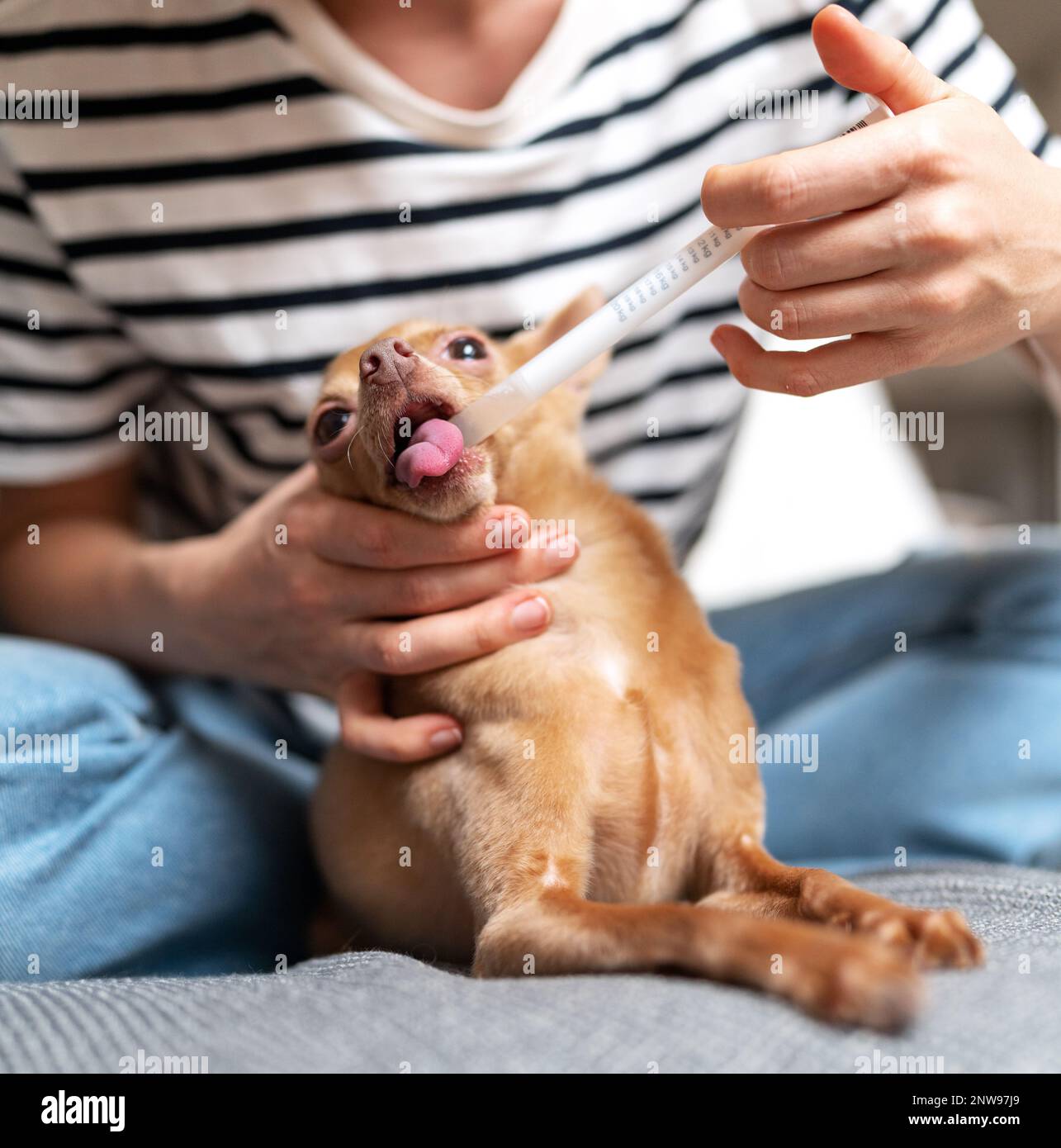 Injektion des Arzneimittels an den kleinen Hund durch den Mund mit dem Spender zu Hause. Stockfoto
