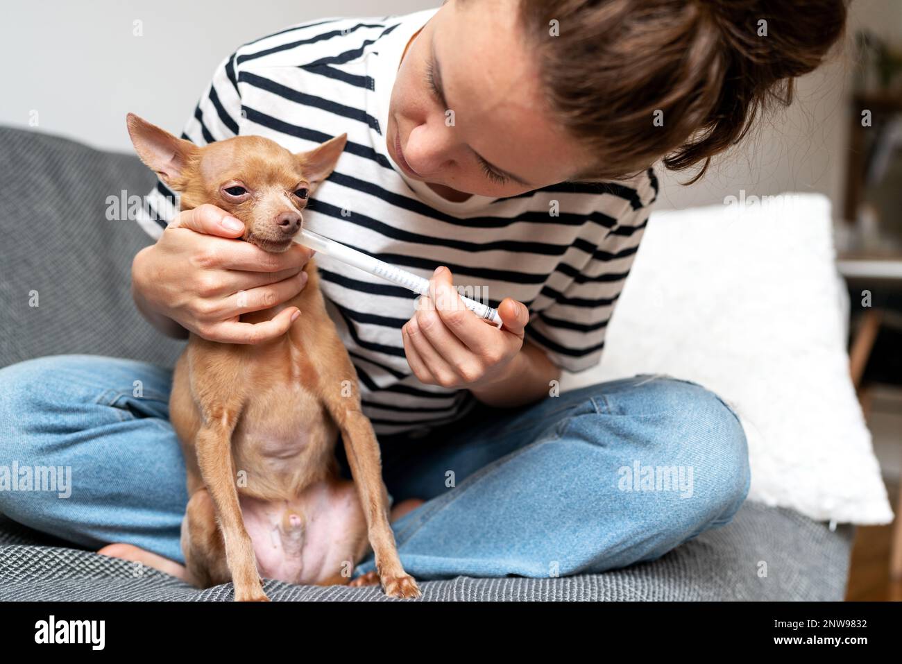 Haustierbesitzerin füttert Hund mit Medikamenten mit Spender. Stockfoto