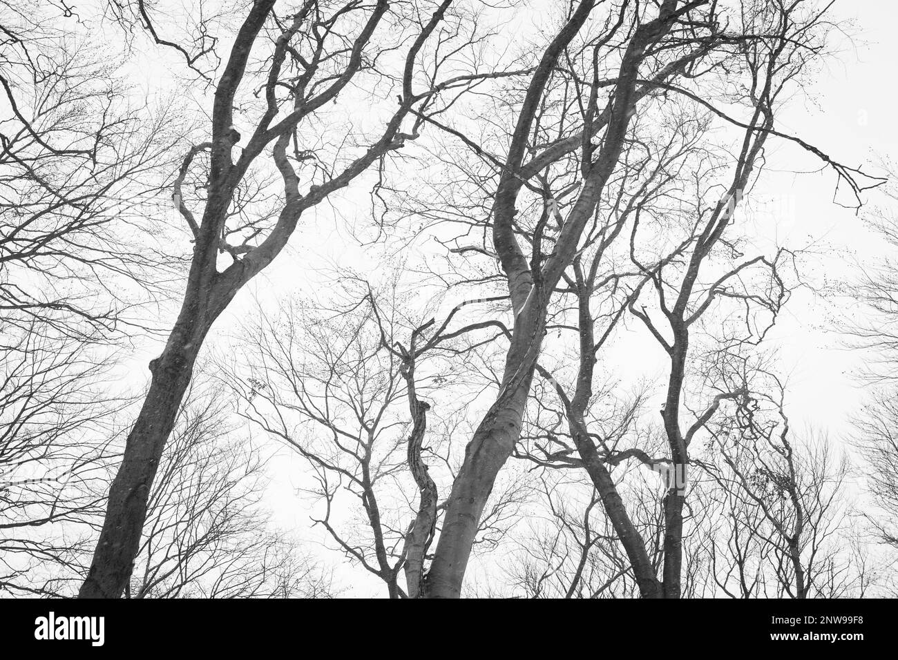 Alte Baumstämme in einem Winterwald Stockfoto