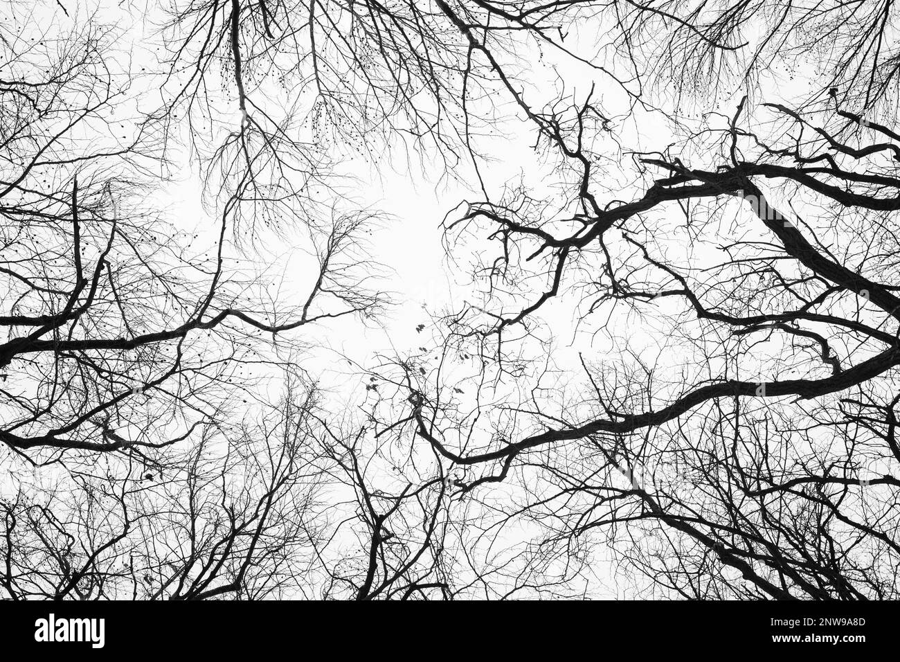 Bäume in einem Wald der kalten Jahreszeit anschauen Stockfoto