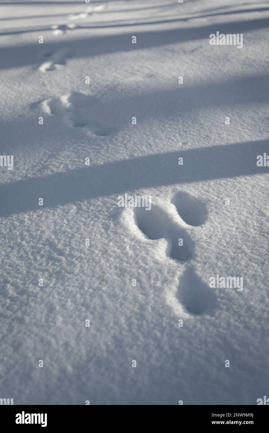 Fußspuren im Schnee Stockfoto