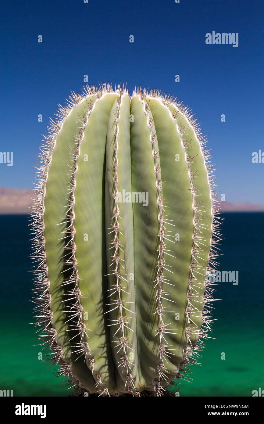 Endemische spiny Ferocactus-Arten des Golfs und der Halbinsel Kaliforniens vor dem Hintergrund eines klaren blauen Himmels und transparenten Wassers aus dem Cortez-Meer Stockfoto