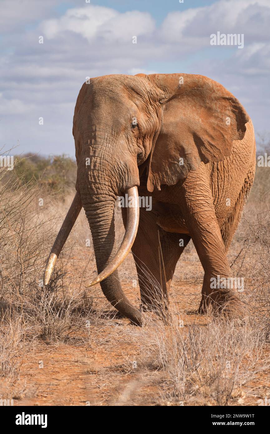 Ein erwachsener afrikanischer Elefant (Loxodonta africana), Umoja vom Amboseli Trust for Elephants (ATE) genannt Stockfoto