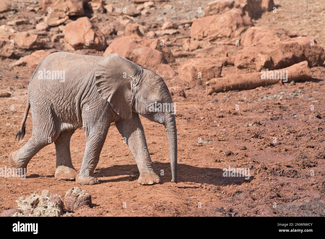 Ein junger afrikanischer Elefant (Loxodonta africana), Selenkay Conservancy, Amboseli, Kenia Stockfoto