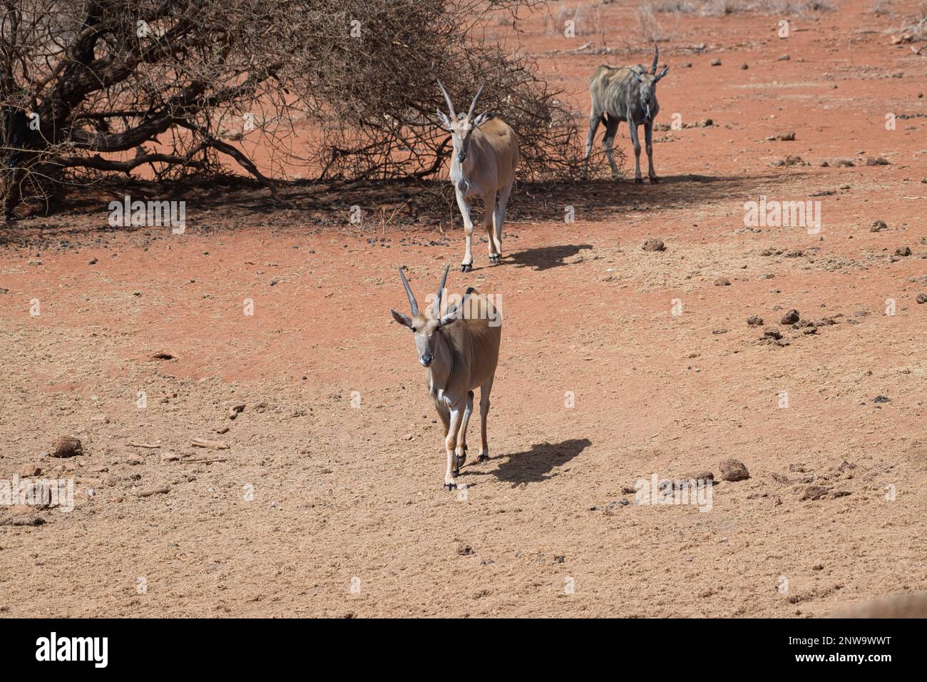 Three eland (Taurotragus oryx) nähert sich während einer Dürre einem Wasserloch. Der hintere sieht besonders ausgemagert aus. Stockfoto