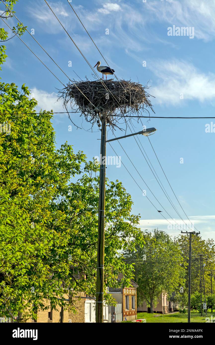Stork oberhalb der Säulen der elektrisches Licht und Strom Leiter durch das Dorf. Das Nest ist im Grunde der menschlichen Arbeit und auf eine Stockfoto