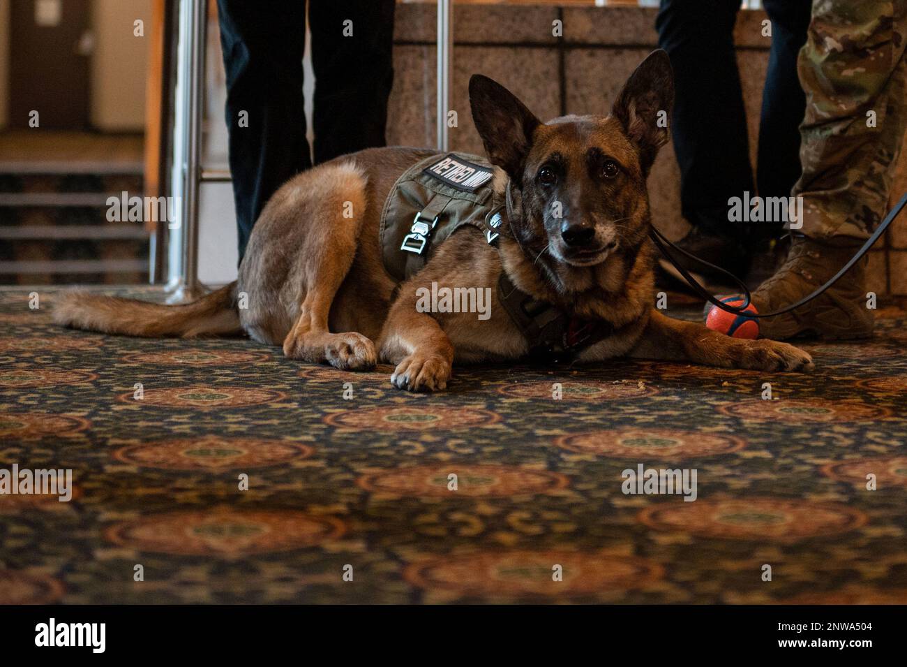 USA Air Force Military Working Dog, Kliff, 51. Sicherheitsstreitkräfte-Geschwader, isst ein Keks-Leckerli, nachdem er offiziell in den Osan Air Base, Republik Korea, am 17. Februar 2023 pensioniert wurde. Nach seiner Ruhestandszeremonie ging Kliff mit seinem vorherigen Betreuer, U.S., nach Hause Air Force Staff Sergeant Devon Reynolds, 51. SFS MWD Handler. Stockfoto