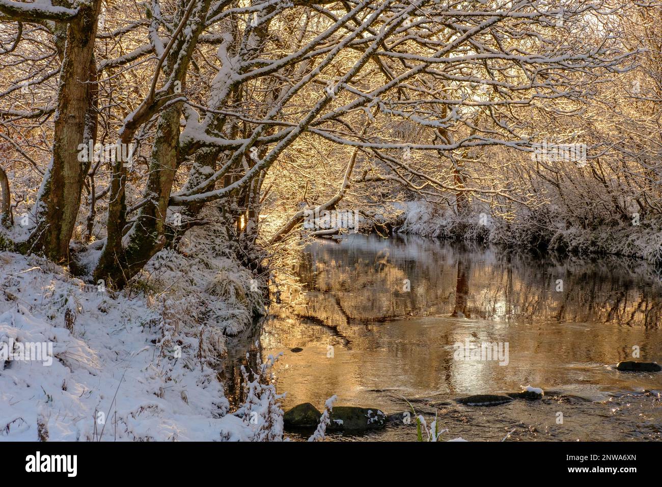 Schneeszene mit warmem Sonnenlicht auf Winterlandschaft mit verschneitem Flussufer. River Derwent im Allensford County Durham Stockfoto
