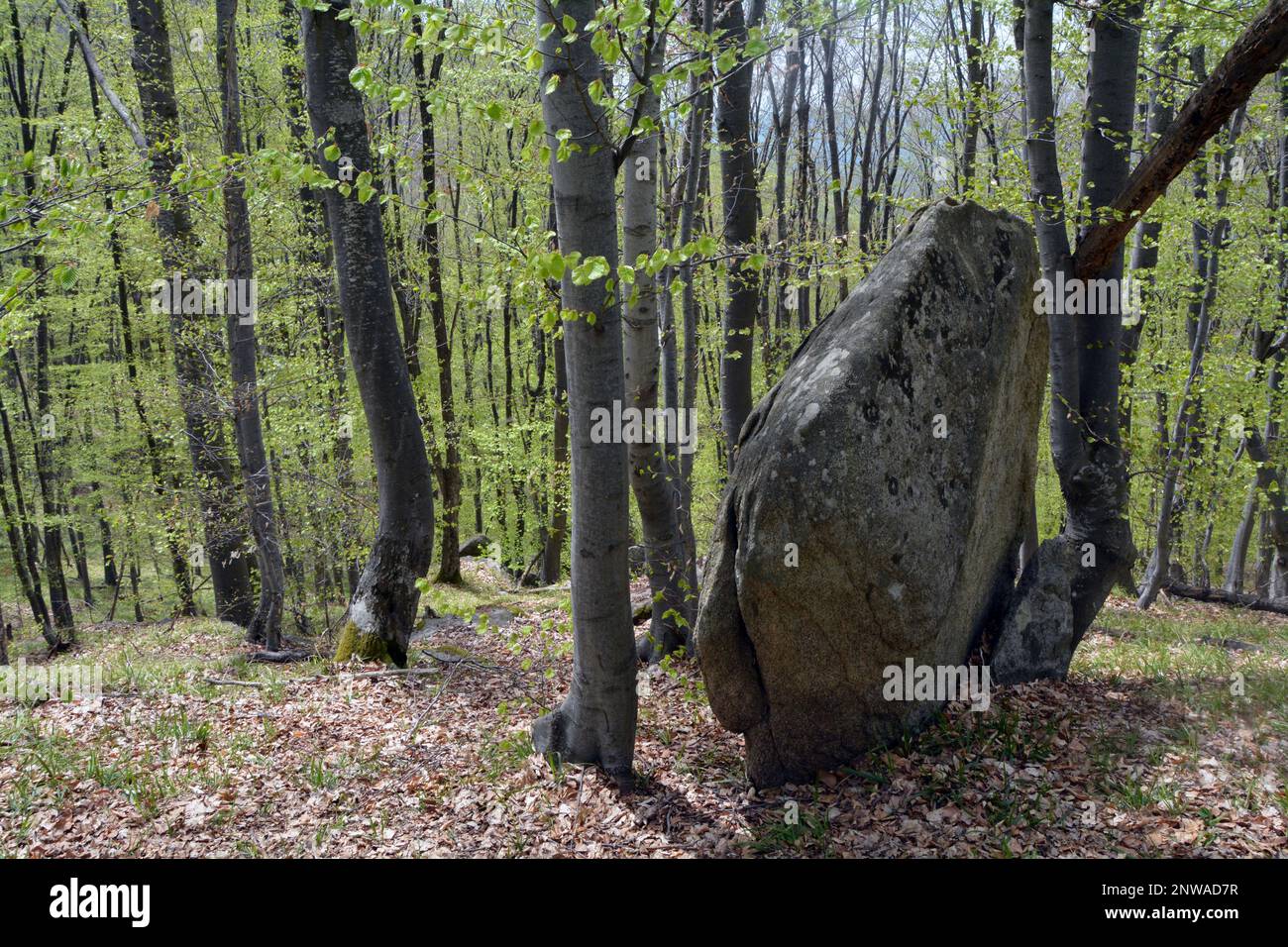 Ein großer Stein im Wald in der Nähe des Dorfes Rosovets im Sarnena Sredna Gora Berg. Wanderweg zur Bratan-Hütte an einem sonnigen Tag im Frühling Stockfoto