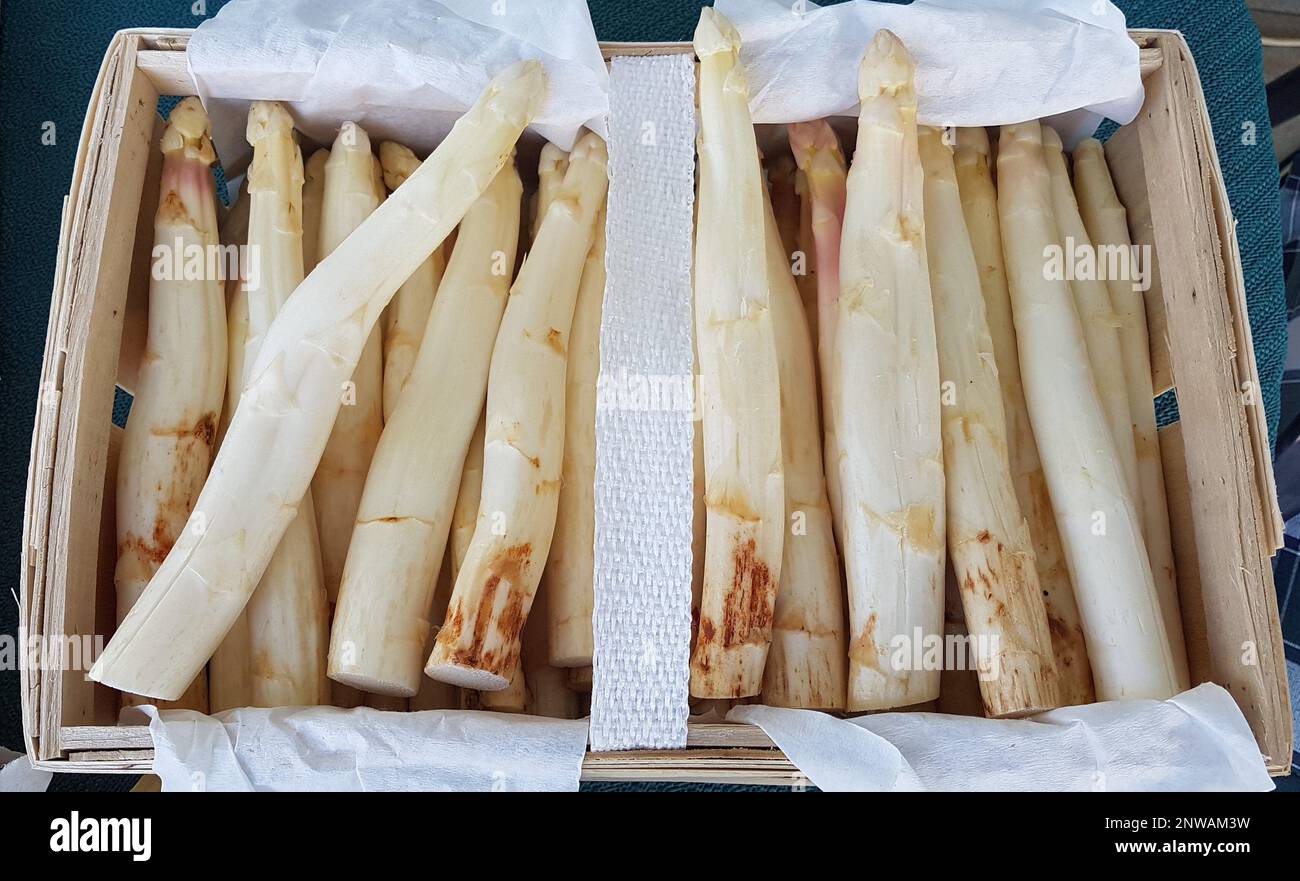 Bild eines Obstkorbs gefüllt mit frischem weißem Spargel nach der Ernte Stockfoto