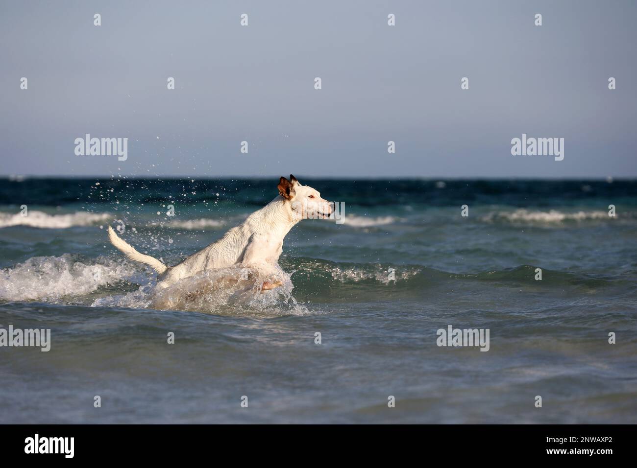 Ein weißer Hund, der im Wassernebel auf Meereswellen läuft. Strandurlaub an der Atlantikküste Stockfoto