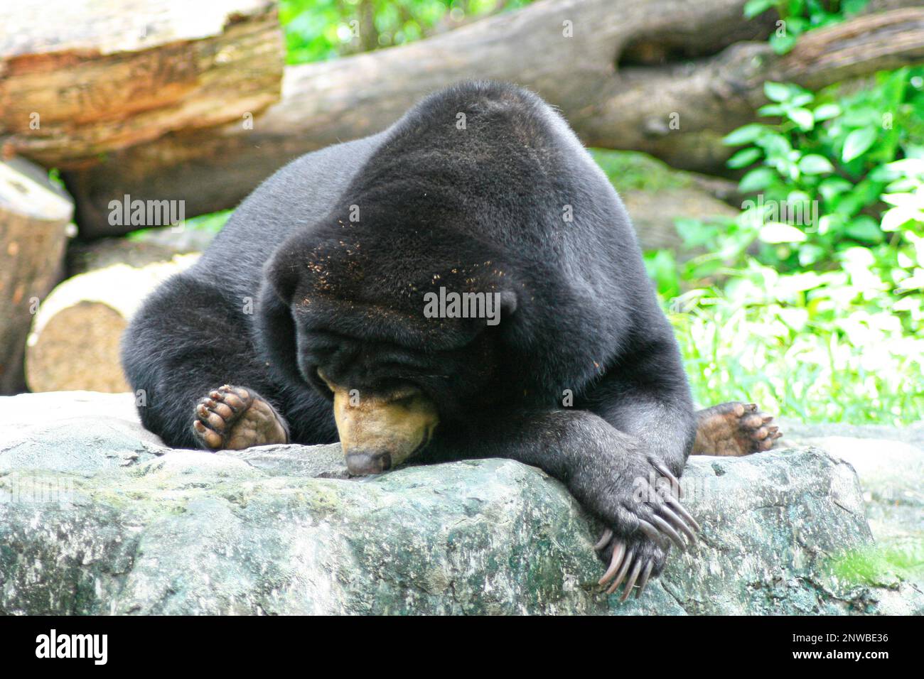 Nahaufnahme eines asiatischen Schwarzbären, der friedlich auf einem Felsen schläft. Stockfoto