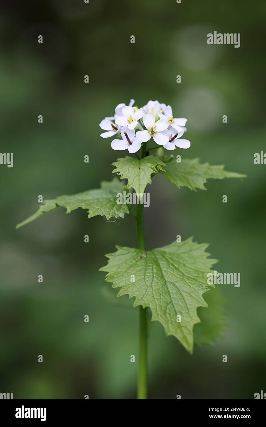 Alliaria petiolata, bekannt als Knoblauchsenf, Knoblauchwurzel, Heckenknoblauch, Penny-Hecke oder Senf, wilde Heilpflanze aus Finnland Stockfoto