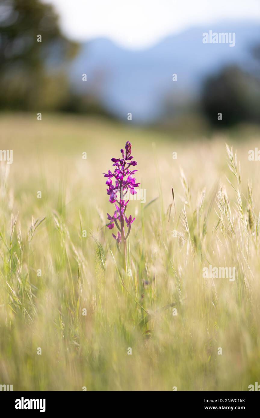 Vue sur une belle orchidée sauvage en Fleurs, seule au milieu d'une prairie jaunâtre, montagne en arrière-Plan Stockfoto