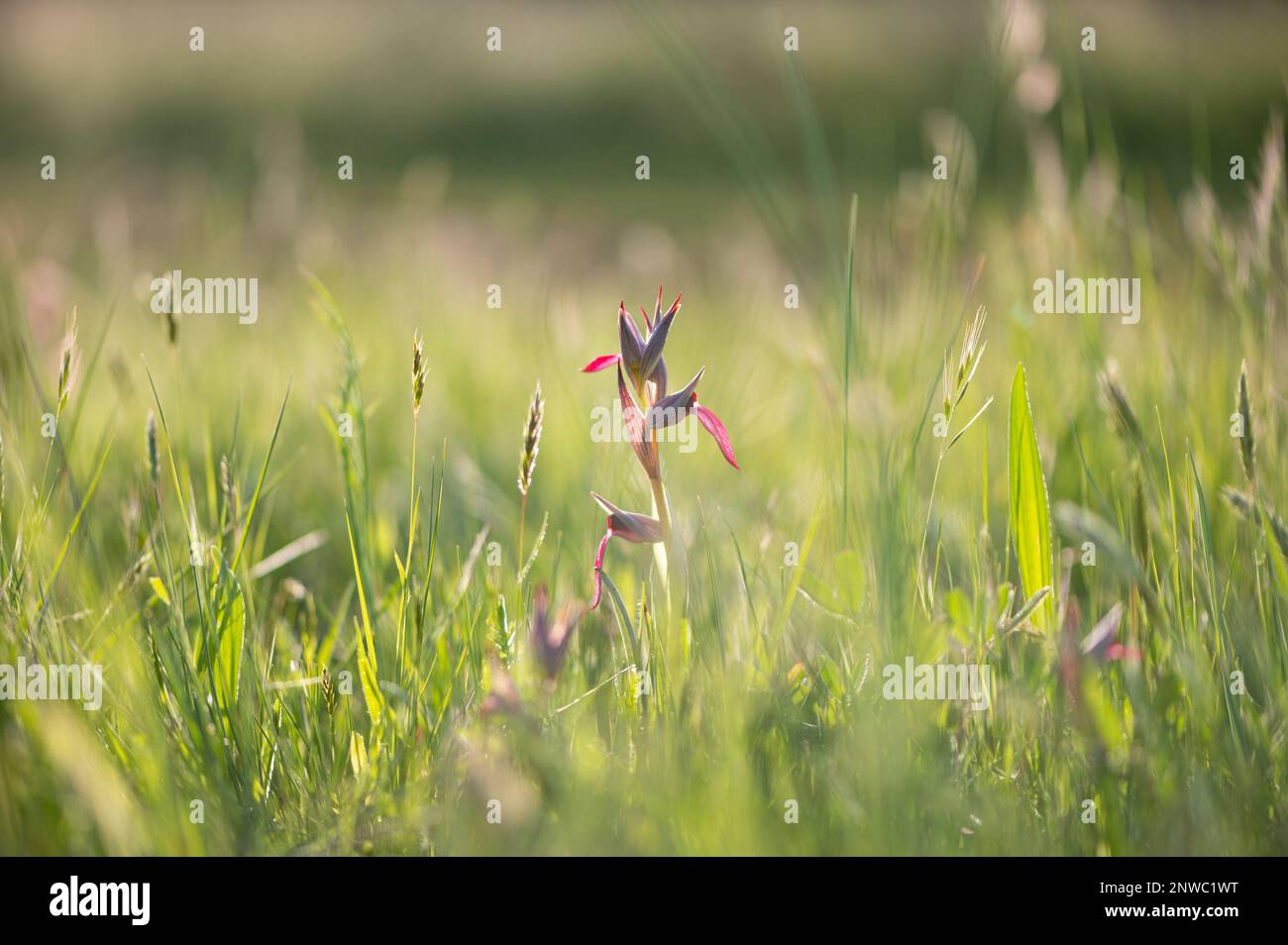 Gros Plan sur une orchidée sauvage éclairée par une douce lumière Stockfoto