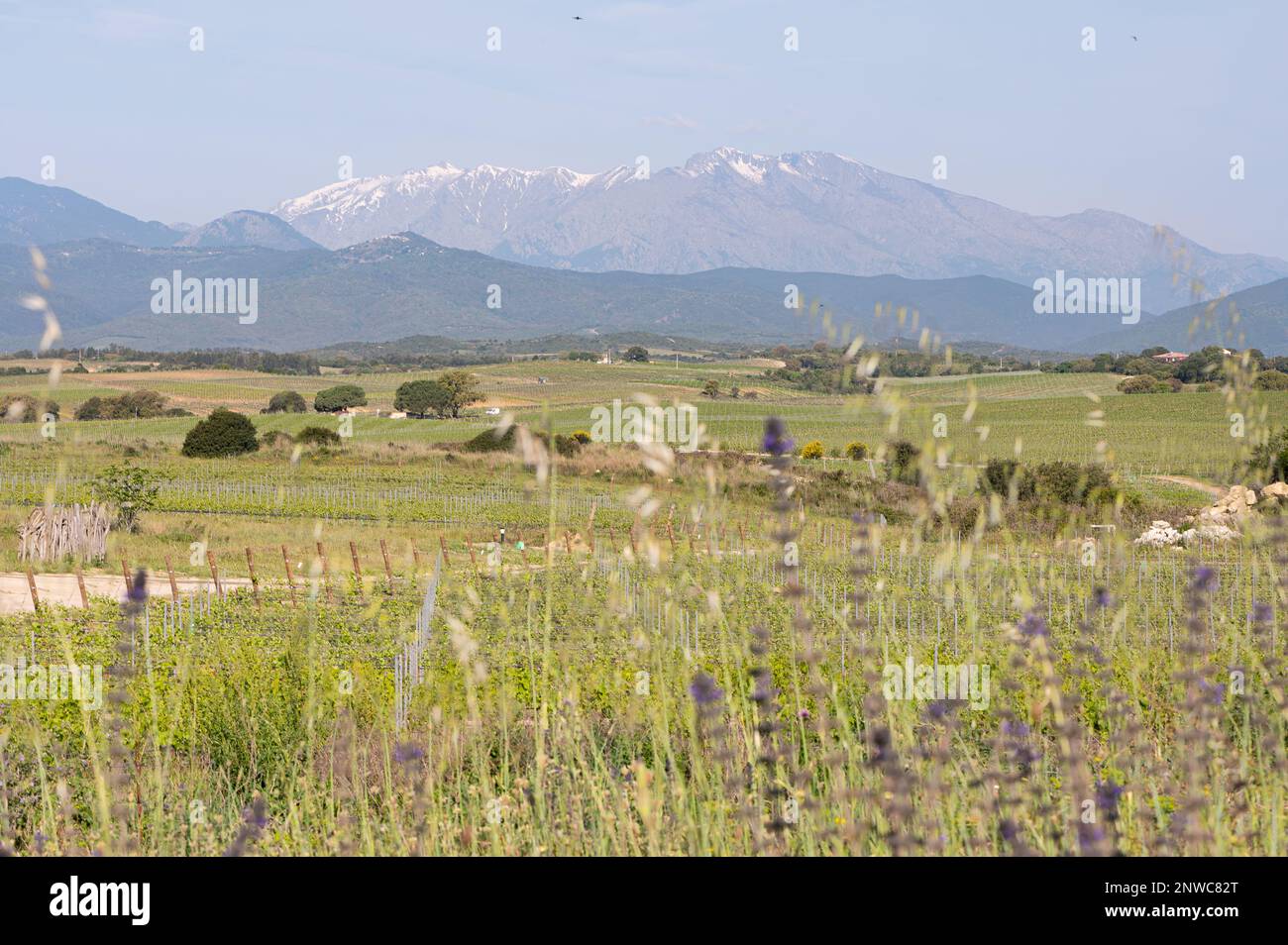 Vue printanière, montagne enneigée, Prairie et champs en avant-Plan Stockfoto