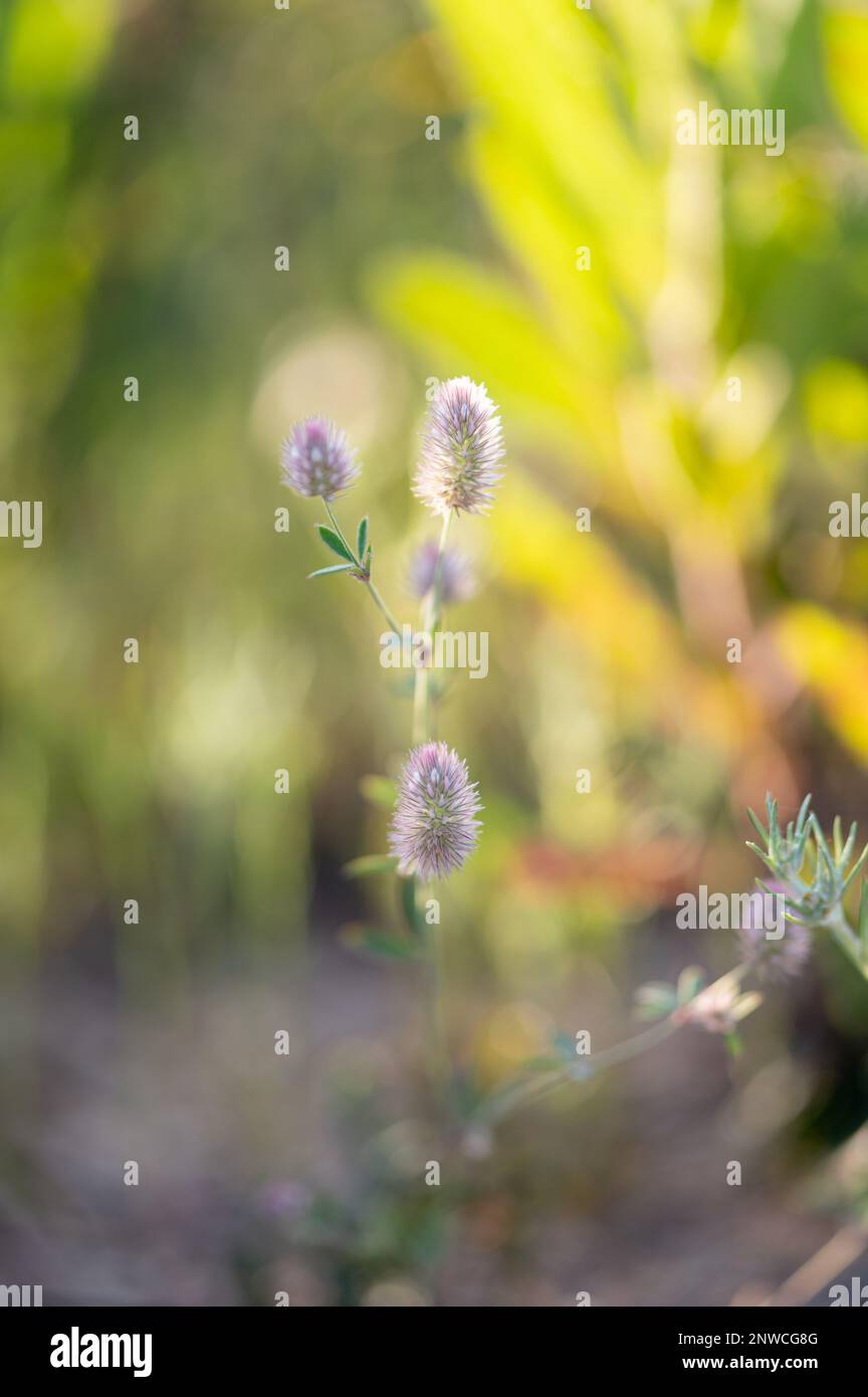 Gros Plan sur un plant de trèfle gemischt-de-lièvre en fleurs, arrière-Plan vert ensoleillé Stockfoto