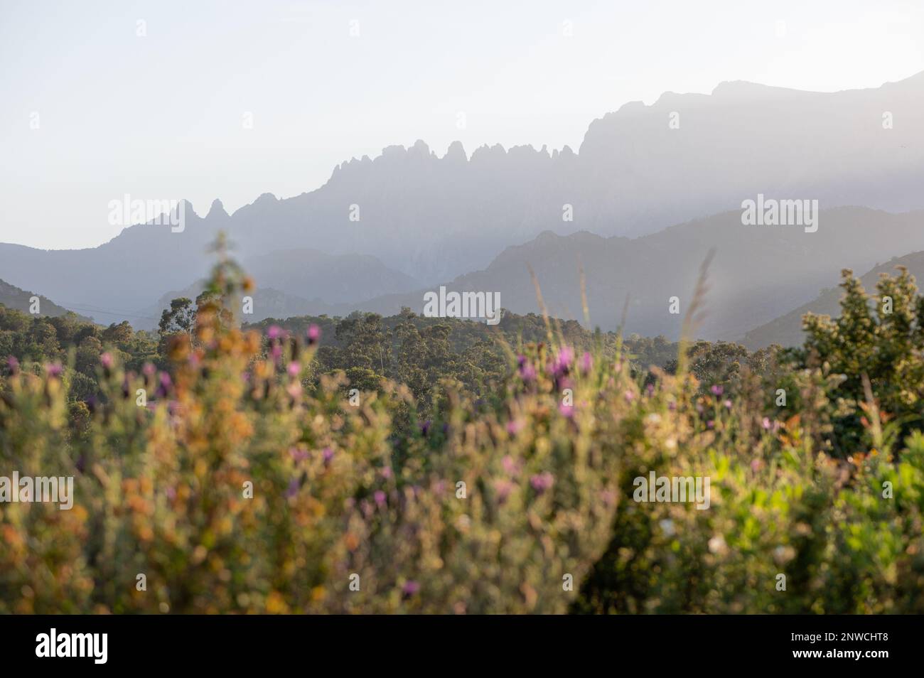 Les aiguilles de Bavella en Corse, plantes et Fleurs du Maquis en avant-Plan Stockfoto