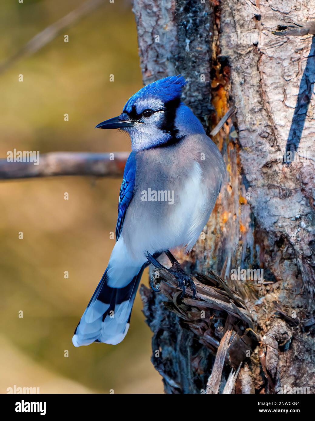 Blue Jay aus nächster Nähe, hoch oben auf einem Ast mit verschwommenem Waldhintergrund in seiner Umgebung und Umgebung. Jay-Bild. Stockfoto