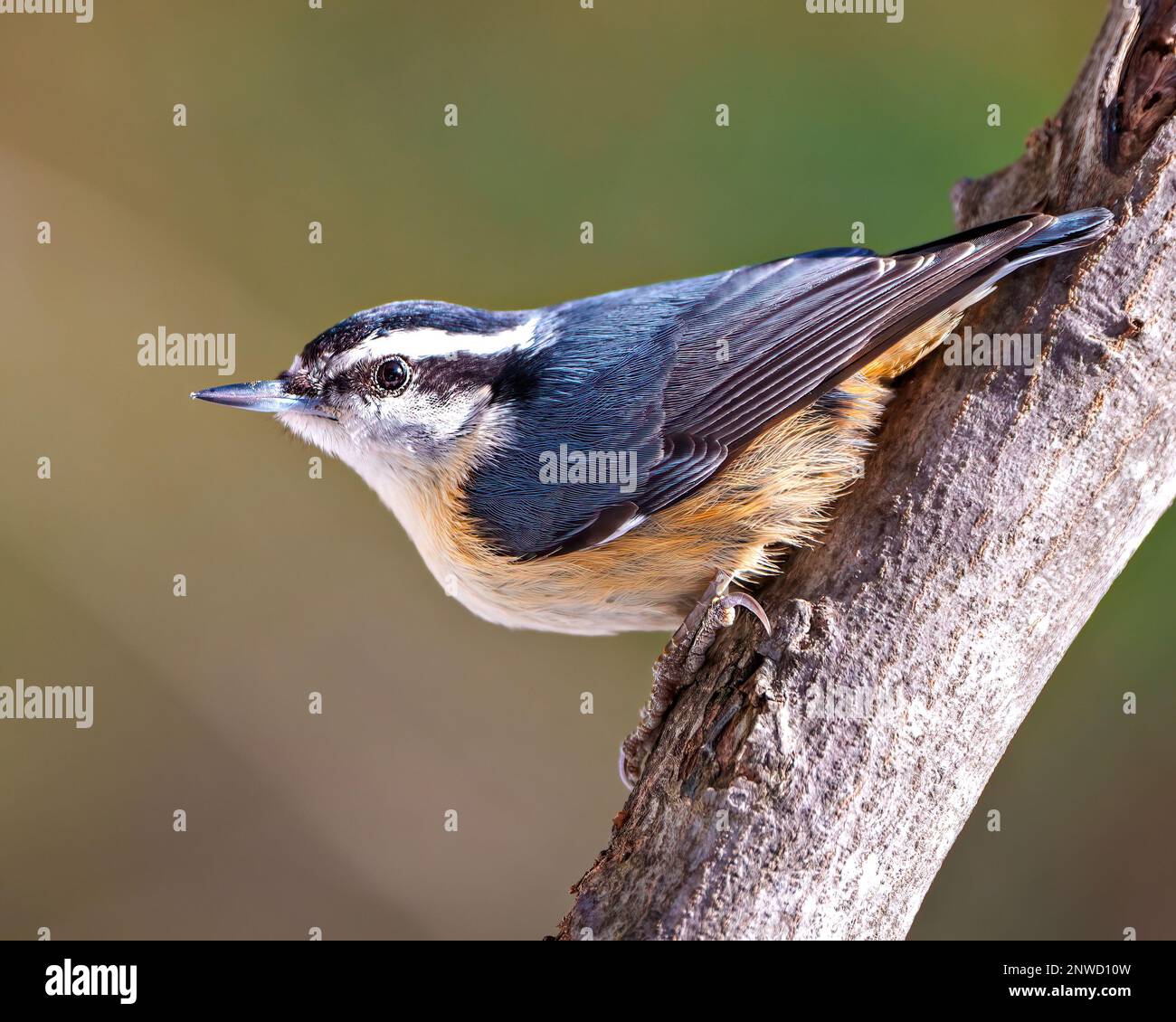 Rotes Nuthatch, hoch oben auf einem Baumstamm mit einem unscharfen grünen Hintergrund in seiner Umgebung und Umgebung. Porträt Mit Nacktmotiv. Stockfoto