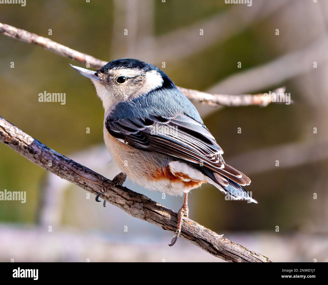 Weißer Nuthatch hoch oben auf einem Ast mit einem verschwommenen Hintergrund in seiner Umgebung und Umgebung. Porträt Mit Nacktmotiv. Stockfoto