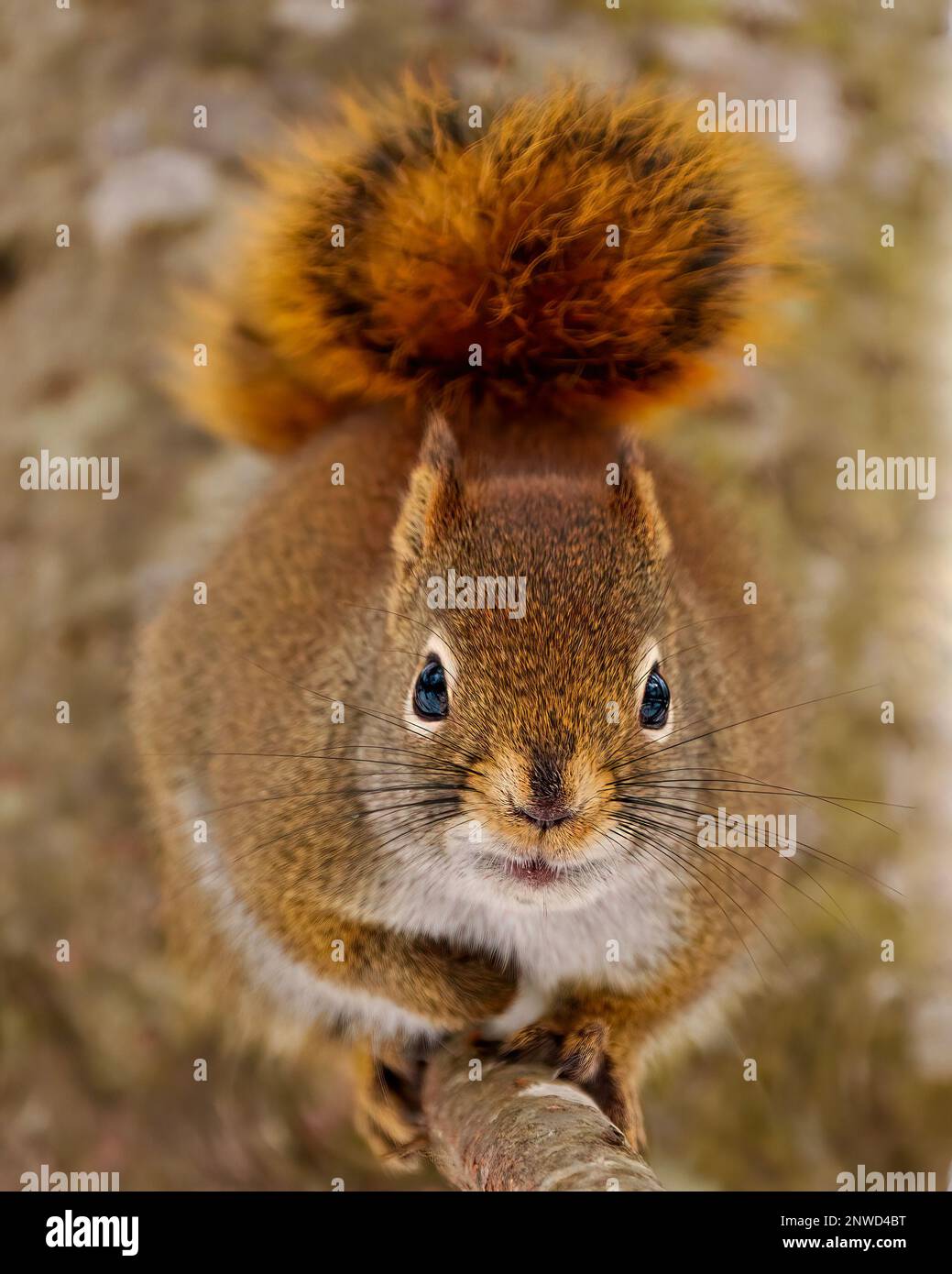 Blick auf das Eichhörnchen auf einem Baumzweig mit einem unscharfen Hintergrund und buschigem Schwanz in seiner Umgebung und Umgebung. Stockfoto