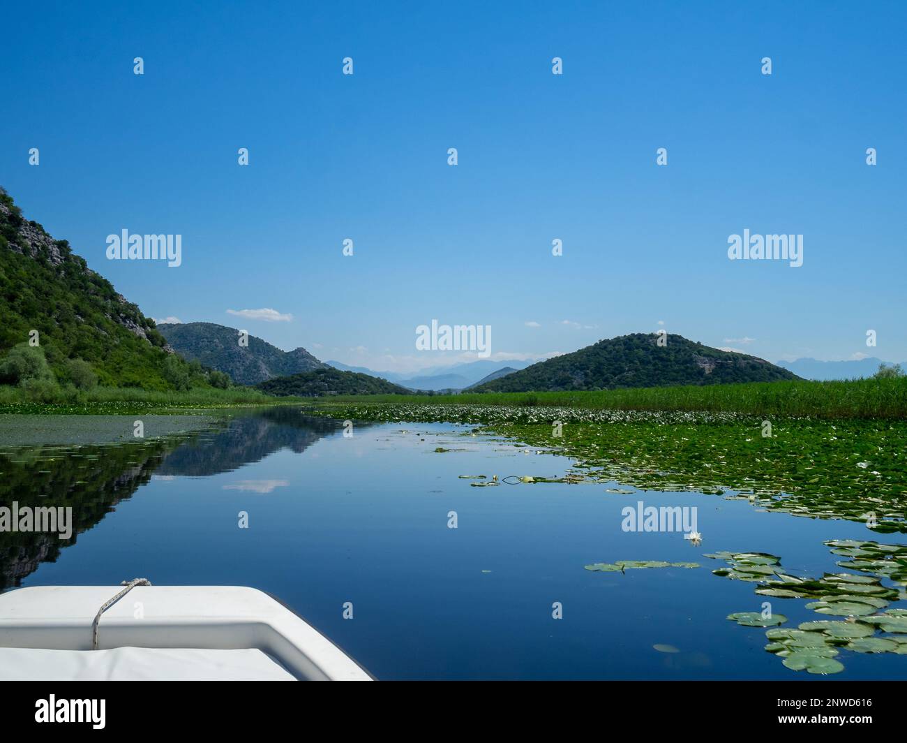 Bootstouren auf dem Skadarsee zwischen Seerosen und Schilf, Montenegro Stockfoto