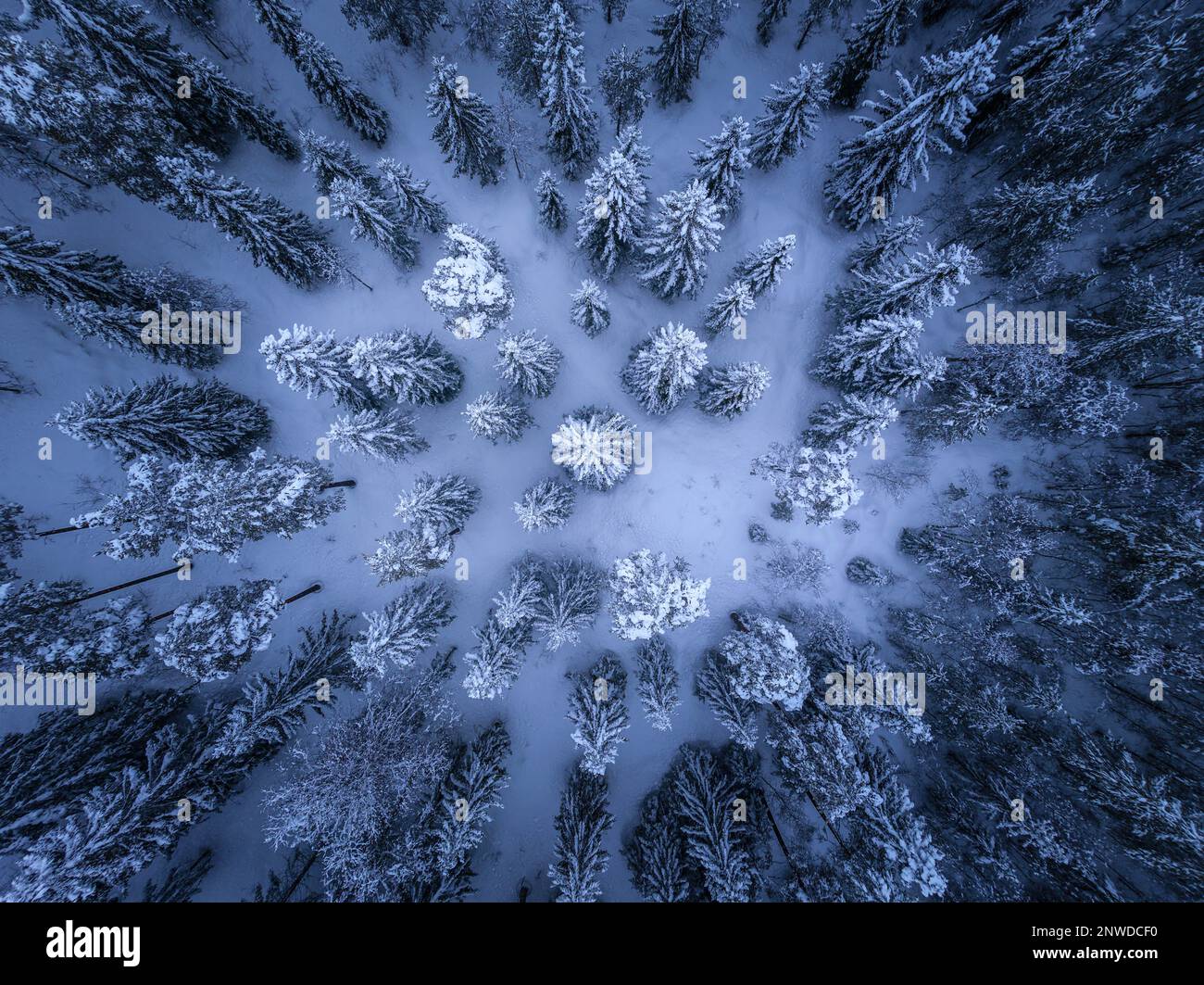 Spektakuläre Draufsicht auf schneebedeckte dunkle Pinienwälder nach Schneefall, weiße Winterlandschaft in Nordschweden, Vasterbotten, Umea. Stockfoto