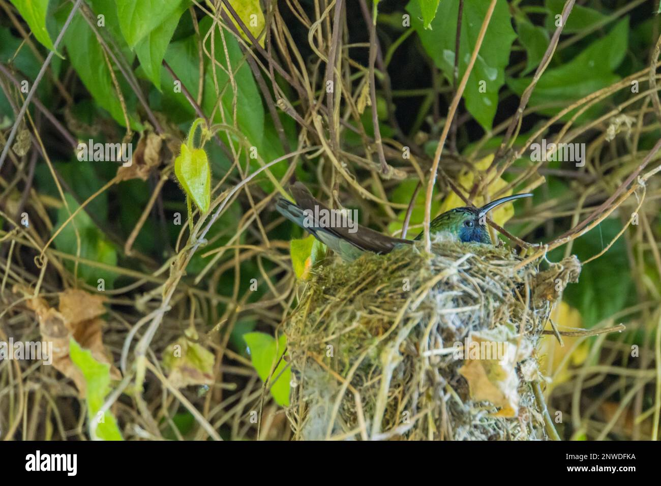 kolibri in ihrem Nest in Costa Rica Stockfoto