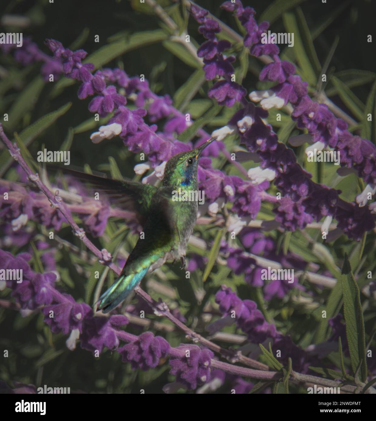 kolibri-Fütterung am Nektar der lila und weißen Blüten Stockfoto