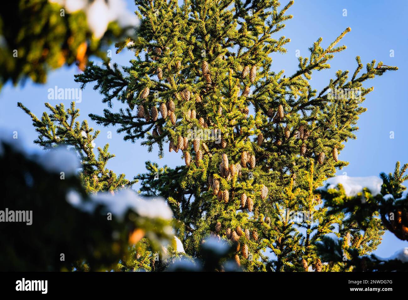Viele von der Sonne beleuchtete goldene Tannenzapfen auf der Spitze des Tannenbaums. Blauer Himmel, unscharfe Baumzweige im Vordergrund. Nordschweden, Vasterbotten, Umea Stockfoto