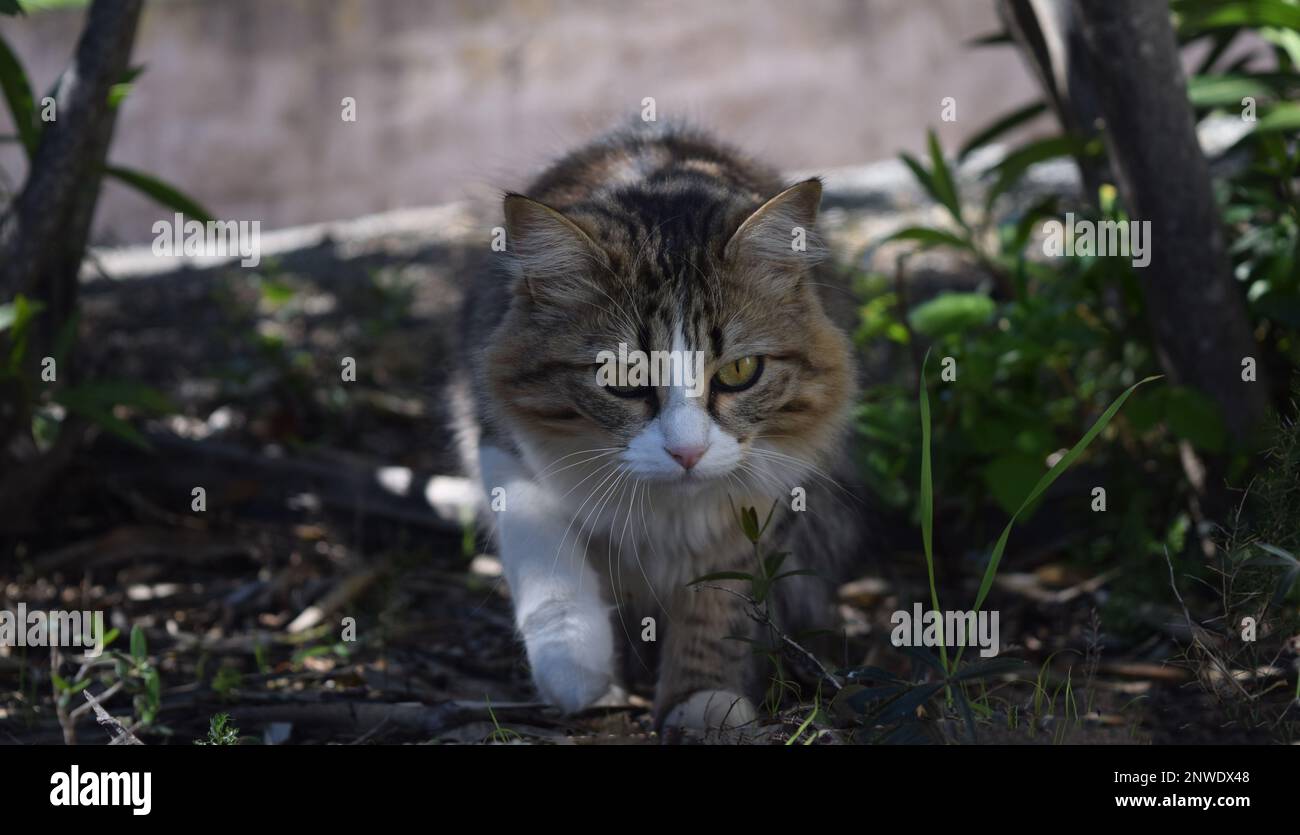 Portrait d'une jeune chatte trois couleurs, Blanche, beige, noir, à poils Longs, Beachten Sie das Stockfoto