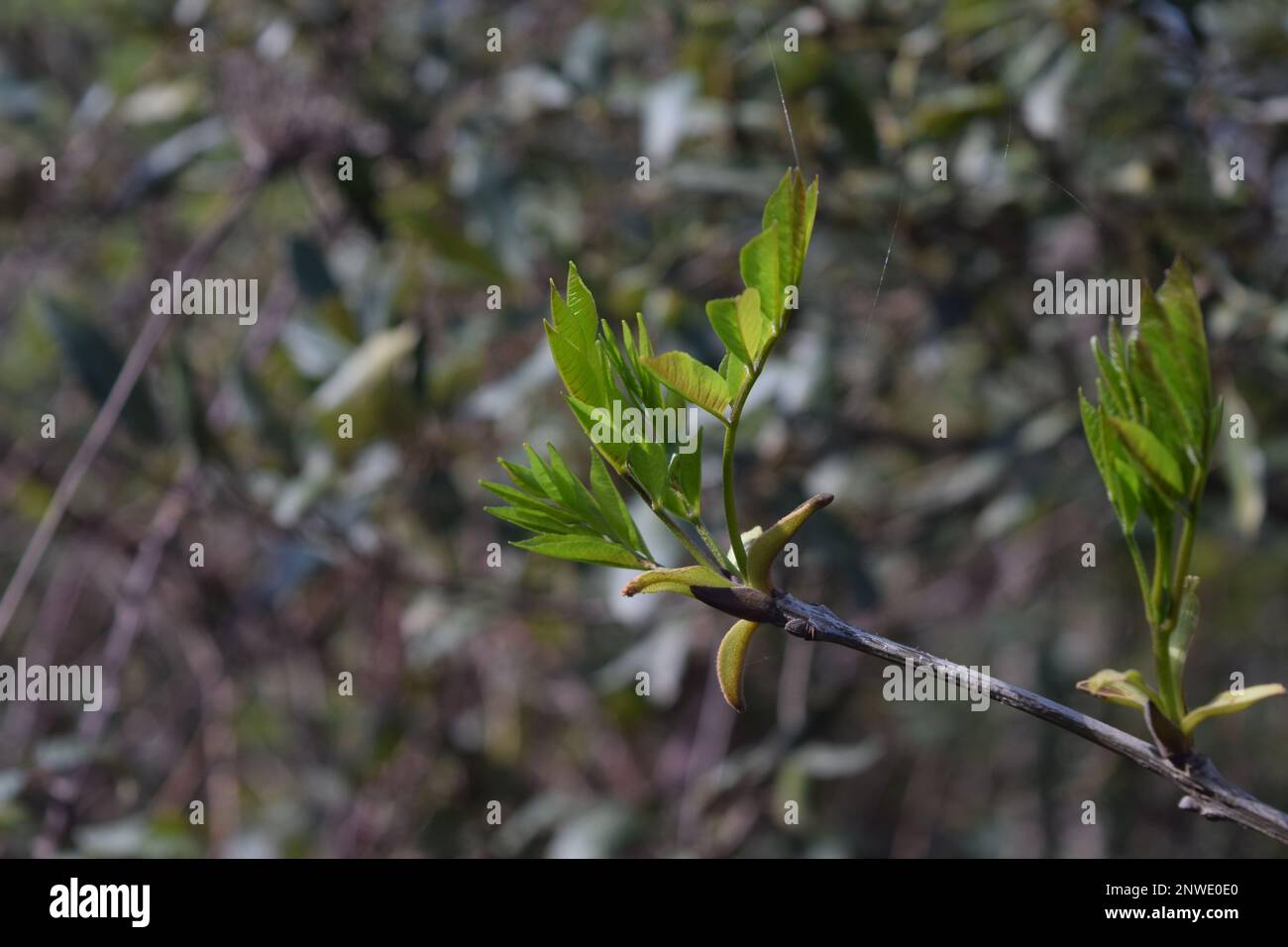 Naissance d'une jeune pousse d'arbre au printemps Stockfoto