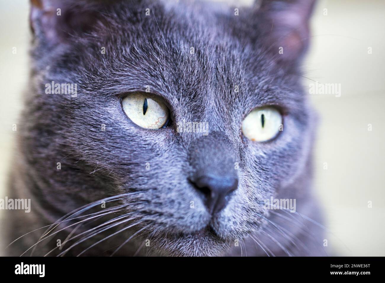 Maulkorb einer grauen burmesischen Katze, Nahaufnahme, horizontal Stockfoto