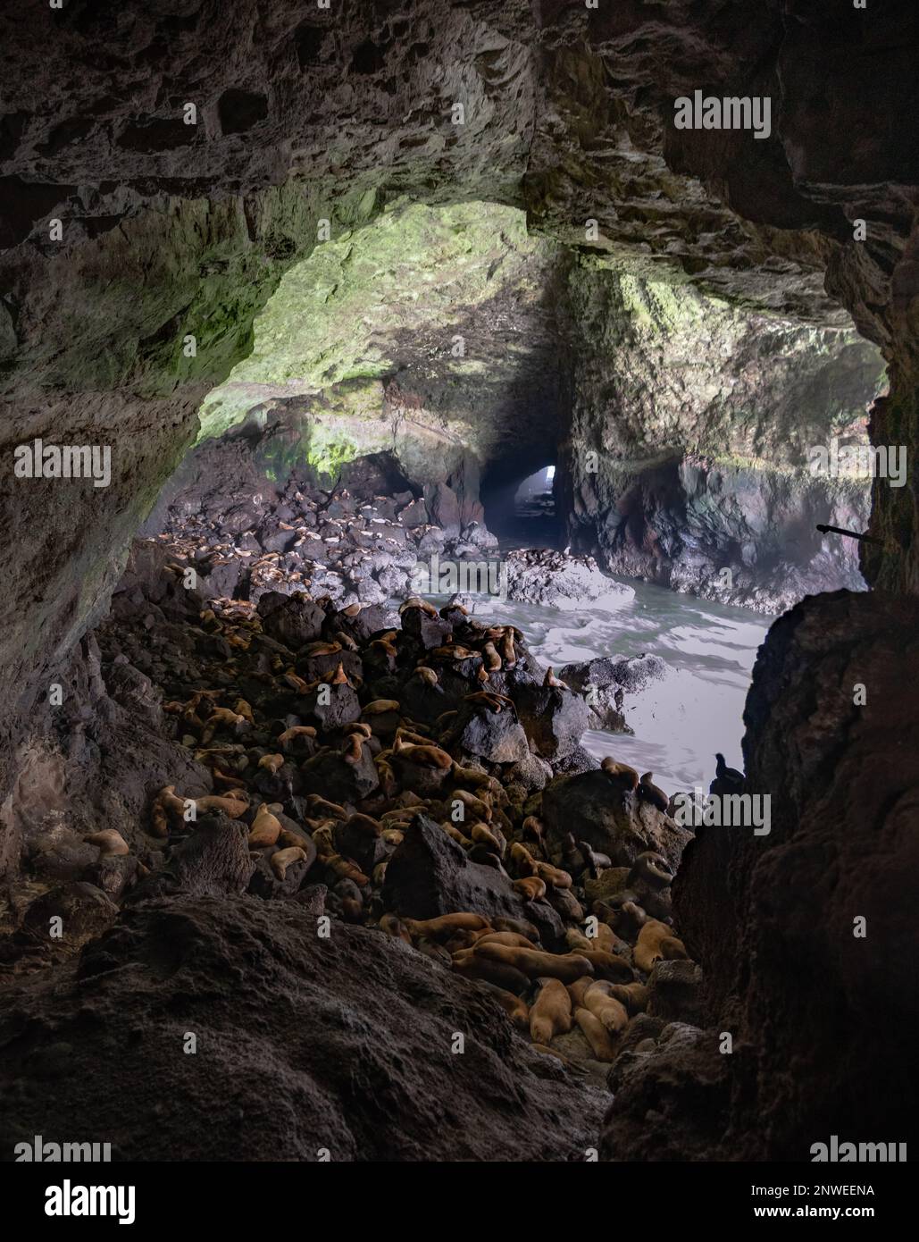Eine Höhle voller Seelöwen in Oregon, Vereinigte Staaten von Amerika. Wilde Tiere, Beobachtung, Robben, Seelöwen, erstaunlich, Geschützt, Wildnis, Ozean. Stockfoto